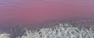 Пачир баня – розовое озеро, спа - тур