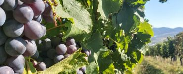 Фрушка Гора - Винный тур