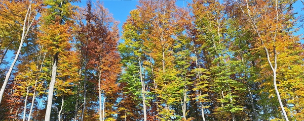 Лесной отдых в Сербии