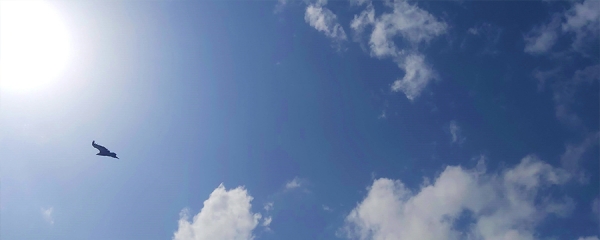 Наблюдение за птицами (бердвотчинг) в Сербии